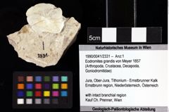 Foto (Objket + Etiketten) von Eodromites grandis (von Meyer 1857) 